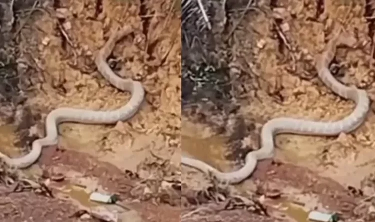 Warga Gianyar Dikejutkan Ular Diduga King Cobra Saat Memancing di Sungai